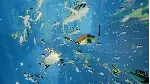 ✅ ❤ ️ABZU❤ ️XBOX ONE|XS🔑 КЛЮЧ✅ 
