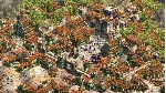Age of Empires II: Deluxe Edition Xbox One & Series X|S