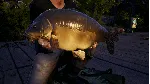 ✅ Euro Fishing: Waldsee DLC ⭐Steam\Global\Key⭐ + Бонус
