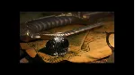 Reign: Conflict of Nations STEAM KEY REGION GLOBAL+РОССИЯ
