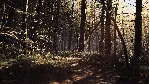 BLAIR WITCH XBOX ONE|XS+PC КЛЮЧ - irongamers.ru