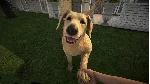 Pets Hotel STEAM•RU ⚡ ️АВТОДОСТАВКА 💳 0%