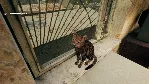 Г.О.П.О.Т.А (Steam Gift Россия) - irongamers.ru
