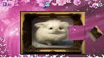 Cute Puzzles!!! STEAM KEY REGION FREE GLOBAL+РОССИЯ - irongamers.ru