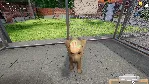✅ ❤ ️ANIMAL SHELTER SIMULATOR❤ ️XBOX ONE|XS🔑 КЛЮЧ✅ 