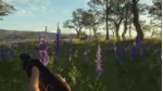 TheHunter: Call of the Wild - Modern Rifle Pack (STEAM КЛЮЧ) - irongamers.ru