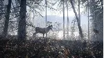 theHunter: CALL OF THE WILD MASTER HUNTER BUNDLE XBOX КЛЮЧ AR - irongamers.ru