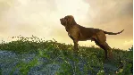 ✅ ❤ ️THEHUNTER: CALL OF THE WILD - BLOODHOUND❤ ️XBOX🔑 КЛЮЧ