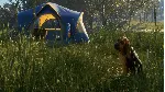 ✅ ❤ ️THEHUNTER: CALL OF THE WILD - BLOODHOUND❤ ️XBOX🔑 КЛЮЧ