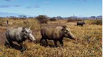 Way of the Hunter - Tikamoon Plains DLC AUTODELIVERY STEAM РОССИЯ