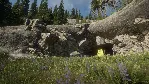 THEHUNTER CALL OF THE WILD SILVER RIDGE PEAKS❗ XBOX КОД
