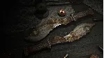 Hunt: Showdown – The Concubine DLC * STEAM RU ⚡ 