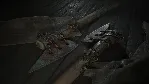 Hunt: Showdown - Live by the Blade DLC * STEAM RU - irongamers.ru