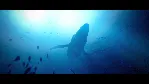 Under The Waves Xbox One & Xbox Series X|S