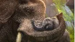 ❗ ZOO TYCOON❗ XBOX ONE/X|S🔑 КЛЮЧ❗ 