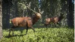 ❗ THEHUNTER: CALL OF THE WILD❗ XBOX ONE/X|S🔑 КЛЮЧ❗ 