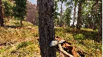 Wild West Dynasty * STEAM RU ⚡ АВТО 💳 0%