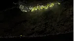 Seedlings * STEAM РОССИЯ ⚡ АВТОДОСТАВКА 💳 0% КАРТЫ