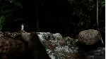 Seedlings * STEAM РОССИЯ ⚡ АВТОДОСТАВКА 💳 0% КАРТЫ