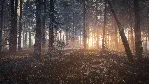 theHunter: Call of the Wild™ - Medved-Taiga DLC - irongamers.ru