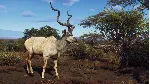 Way of the Hunter - Tikamoon Plains DLC * STEAM RU🔥 