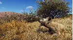 Way of the Hunter - Tikamoon Plains XBOX SERIES X|S 🔑 