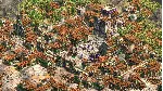 Age of Empires II  Definitive Xbox One Series X/S + PC КЛЮЧ