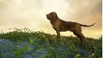 ❗ THEHUNTER: CALL OF THE WILD - MASTER BUNDLE❗ XBOX🔑 КЛЮЧ
