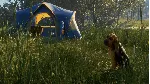 ❗ THEHUNTER: CALL OF THE WILD - BLOODHOUND❗ XBOX КЛЮЧ❗ 