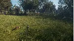 ❗ THEHUNTER: CALL OF THE WILD - BLOODHOUND❗ XBOX КЛЮЧ❗ 