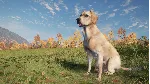 ❗ THEHUNTER: CALL OF THE WILD - LABRADOR RETRIEVER🔑 XBOX