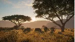 ❗ CALL OF THE WILD - SEASONED HUNTER BUNDLE❗ XBOX🔑 КЛЮЧ🔑 