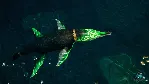 Beasts of Bermuda - Kronosaurus Supporter Warpaint - irongamers.ru