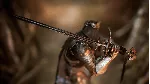 Lords of the Fallen - Dark Crusader Starting Class DLC