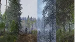 Life is Feudal: Your Own +60 Игр | Steam | АВТОВЫДАЧА 24/7 - irongamers.ru