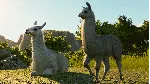 Planet Zoo: South America Pack DLC * STEAM RU🔥 