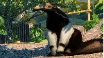 Planet Zoo: South America Pack DLC * STEAM RU🔥 
