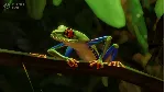 Planet Zoo: South America Pack DLC * STEAM RU🔥 