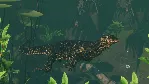 Planet Zoo: Tropical Pack DLC * STEAM🔥 АВТОДОСТАВКА