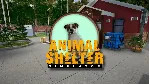 ⭐ Animal Shelter [Steam/Global][CashBack] - irongamers.ru