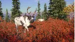 ✅ THEHUNTER: CALL OF THE WILD - YUKON VALLEY❤ ️XBOX🔑 КЛЮЧ