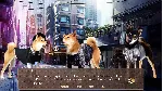 ❗ A SUMMER WITH THE SHIBA INU❗ XBOX ONE/X|S🔑 КЛЮЧ❗ 