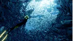 ABZU (PC WIN)Microsoft Store КЛЮЧ - irongamers.ru