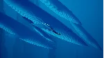 ABZU (PC WIN)Microsoft Store КЛЮЧ - irongamers.ru