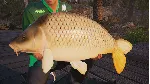 ❗ FISHING SIM WORLD: PRO TOUR DELUXE EDITION❗ XBOX 🔑 