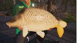 Fishing Sim World: Pro Tour Collector's Ed Xbox активац