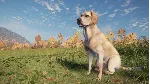 ✅ theHunter Call of the Wild Labrador Retriever⭐Стим\Key