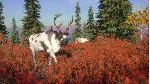 ✅ theHunter Call of the Wild Yukon Valley⭐Steam\Key⭐ +🎁 
