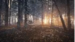 theHunter: Call of the Wild Medved-Taiga⭐Steam\Key⭐+ - irongamers.ru