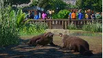 Planet Zoo: Издание Ultimate Edition Xbox активация - irongamers.ru